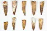 Lot: -, Bargain Spinosaurus Teeth - Pieces #87841-1
